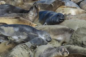 Brian van der Brug/Los Angeles Times/TNS