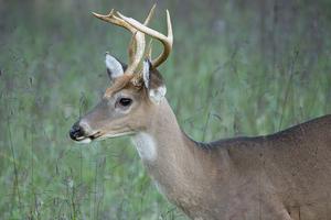 When species are described as 'destructive' or 'harmful' without sufficient context, it can shape how people perceive and treat them. Beata Whitehead/Moment via Getty Images
