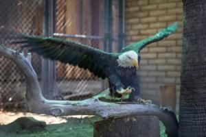 Allen J. Schaben/Los Angeles Times/TNS