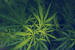 Dreamstime/Dreamstime/TNS