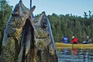 Dennis Anderson/The Minnesota Star Tribune/TNS