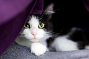 Cats who don’t have an appropriate outlet for their hunting and play drives often direct that energy toward other cats, writes Cathy M. Rosenthal. (Dreamstime/TNS)