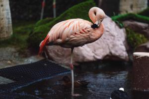 Madeline Carter/Las Vegas Review-Journal/TNS