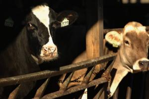 BOB MACDONNELL/Hartford Courant/TNS