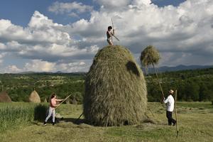 Whether being tended to by locals, dotting the countryside, or piled onto horse-drawn carts, you'll find haystacks all over the Romanian region of Maramureș. (Cameron Hewitt, Rick Steves' Europe)