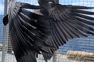 U.S. Fish & Wildlife Service/TNS