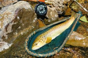 Kenneth Cope/Dreamstime/TNS