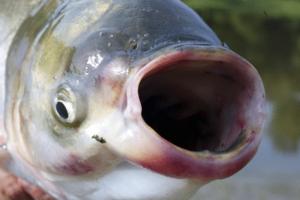 Marlin Levison/Minneapolis Star Tribune/TNS