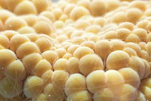 There is more to fat than meets the eye. Thom Leach/Science Photo Library via Getty Images