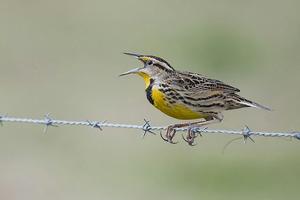 Eastern meadowlark populations across the U.S. grasslands have dropped by about three-quarters since 1970. lwolfartist via Wikimedia Commons, CC BY