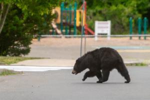 Aaron Flaum/Hartford Courant/TNS