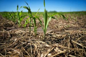 Glen Stubbe/The Minnesota Star Tribune/TNS