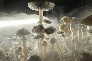 This isn't the first time psilocybin-laced products have been found in Denver. John Moore/Getty Images