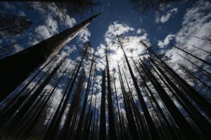 Robyn Beck/AFP/GETTY IMAGES NORTH AMERICA/TNS