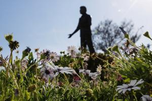 Kayla Bartkowski/Los Angeles Times/TNS