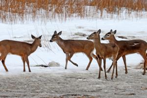 Matt Stone/Boston Herald/TNS