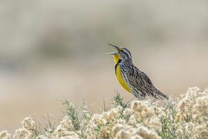 A western meadowlark sings its mating song Danita Delimont/Gallo Images Roots RF collection via Getty Images