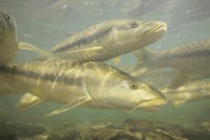 Mahseer swim in the Ramganga River, a major tributary of the Ganges River in South Asia. Zeb Hogan