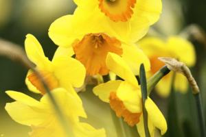 Nick Wagner/The Seattle Times/TNS