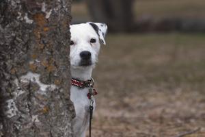 Many shy dogs relax more quickly when they are not the center of attention, writes Cathy M. Rosenthal. (Dreamstime/TNS)