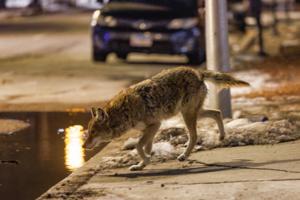 Armando L. Sanchez/Chicago Tribune/TNS