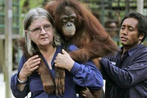 Birute Galdikas carries an orangutan named Isabel in Borneo, Indonesia. The 2011 film 'Born To Be Wild 3D' followed her work. AP Photo/Irwin Fedriansyah