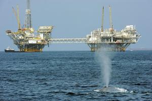 Boat strikes can harm or kill whales and are one concern about the oil industry's environmental impact. Robyn Beck/AFP via Getty Images