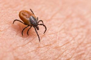 Pennsylvania consistently ranks among the top three states in the country for reported Lyme disease cases each year. Ladislav Kubeš/istock via Getty Images Plus
