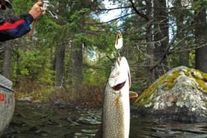 DENNIS ANDERSON/The Minnesota Star Tribune/TNS