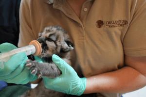 OAKLAND ZOO PRESS RELEASE/TNS