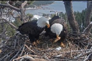 Friends of Big Bear Valley/TNS