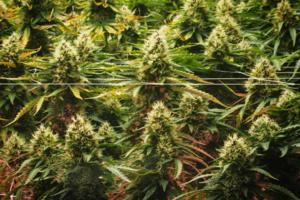 Yasuyoshi Chiba/Getty Images North America/TNS