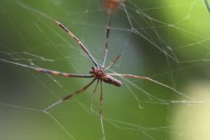 Martin Bernetti/AFP/Getty Images North America/TNS