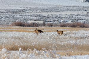 Twildlife/Dreamstime/TNS