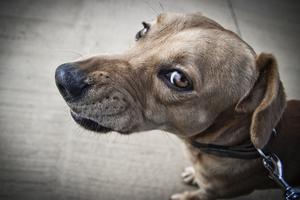 With earlier intervention, positive associations, and desensitization work, an anxious dog can learn to handle stressful moments with more confidence, writes Cathy M. Rosenthal. (Juan Jose Tugores/Dreamstime/Tribune Content Agency)