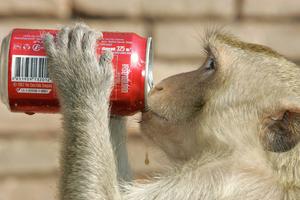 A monkey swipes a soda in Thailand. Saeed Khan/AFP via Getty Images