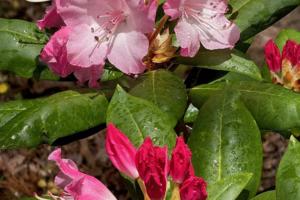 Dave Hyde/South Florida Sun Sentinel/TNS