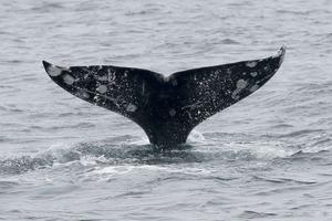 Gray whales have unique markings, making it possible to track each one in the bay. Jane Tyska/Digital First Media/East Bay Times via Getty Images