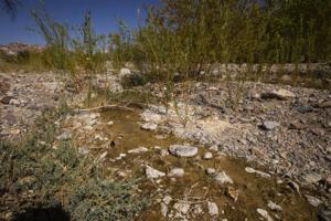 Chase Stevens/Las Vegas Review-Journal/TNS