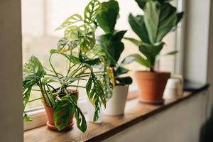 Properly spring cleaning your houseplants will keep them happier and healthier all year long. (Kseniya Ovchinnikova/Getty Images/TCA)