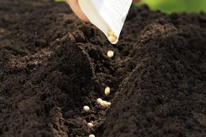 Man planting seeds. Dreamstime/TCA