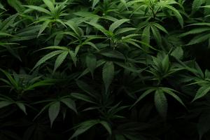 Cannabis plants are seen at Harborside Oakland Dispensary on Aug. 11, 2025, in Oakland, Calif. Justin Sullivan/Getty Images