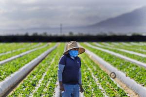 Gina Ferazzi/Los Angeles Times/TNS