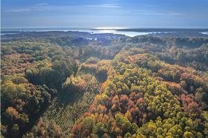 A long-running experiment is testing tree mixes to develop the healthiest forests. Mickey Pullen/Smithsonian Environmental Research Center