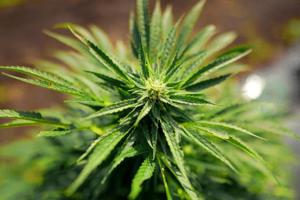 Brian Peterson/The Minnesota Star Tribune/TNS