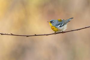 Don't mess with my territory. Male northern parulas sing and get physically aggressive when intruders invade their space. Pranav Gokhale