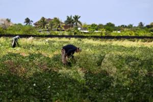 Chandan Khanna/AFP/Getty Images North America/TNS