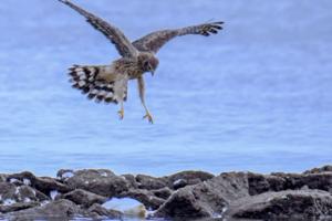 Karl Merton Ferron/Baltimore Sun/TNS