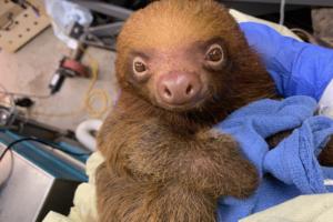 Courtesy Central Florida Zoo/TNS/TNS