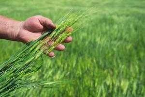 Lorraine Swanson/Dreamstime/TNS